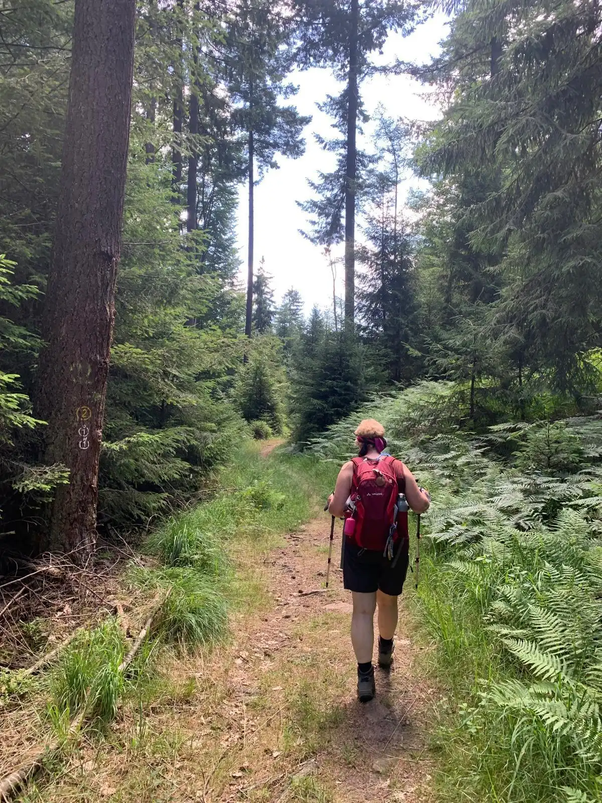 Odenwald von Wanderherz gemeinsam wandern