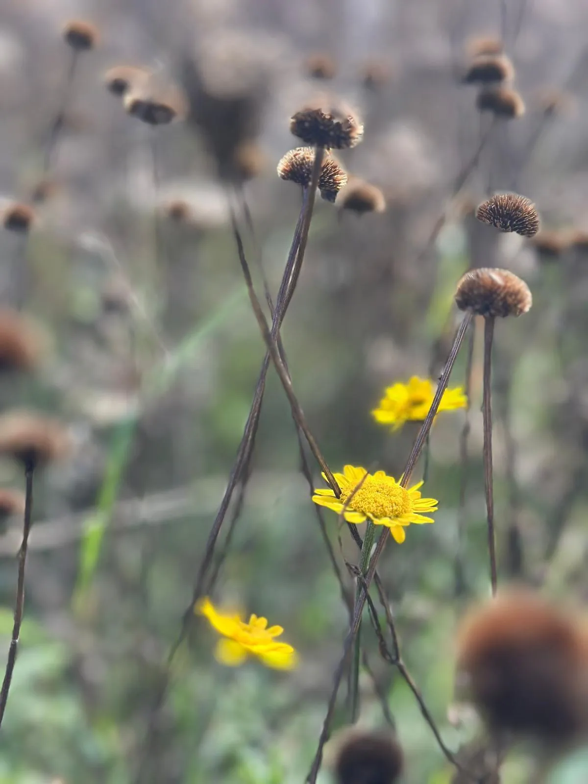 Odenwald von Wanderherz gemeinsam wandern
