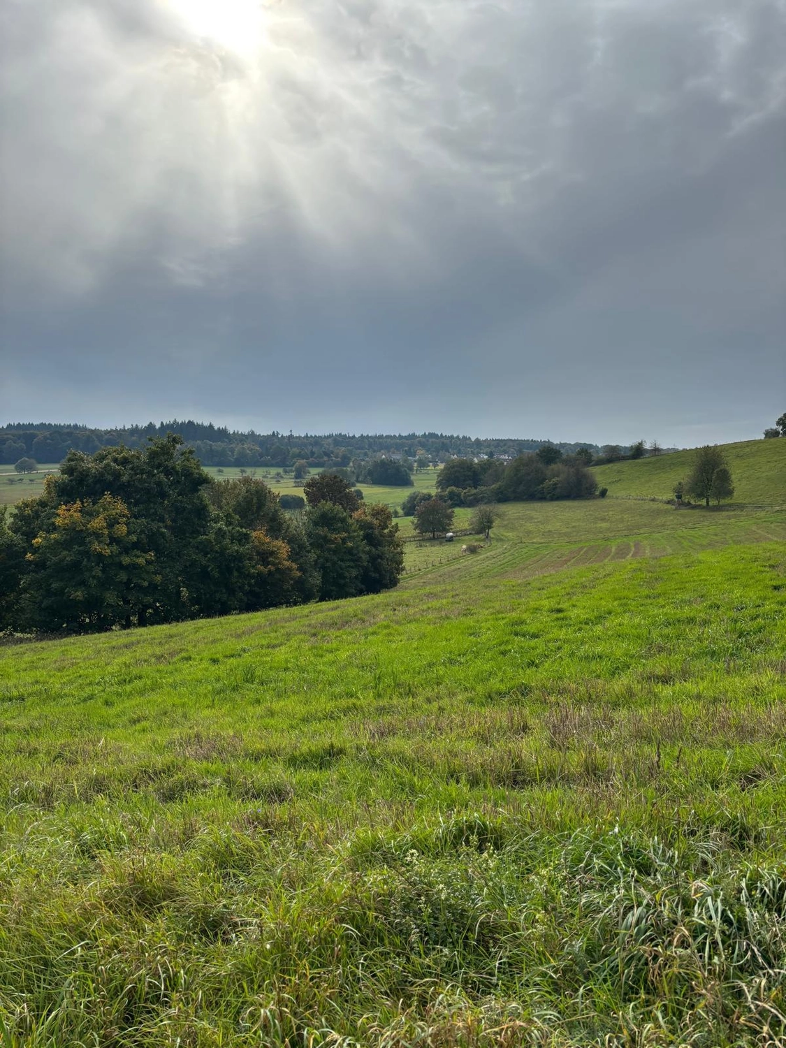 Odenwald von Wanderherz gemeinsam wandern