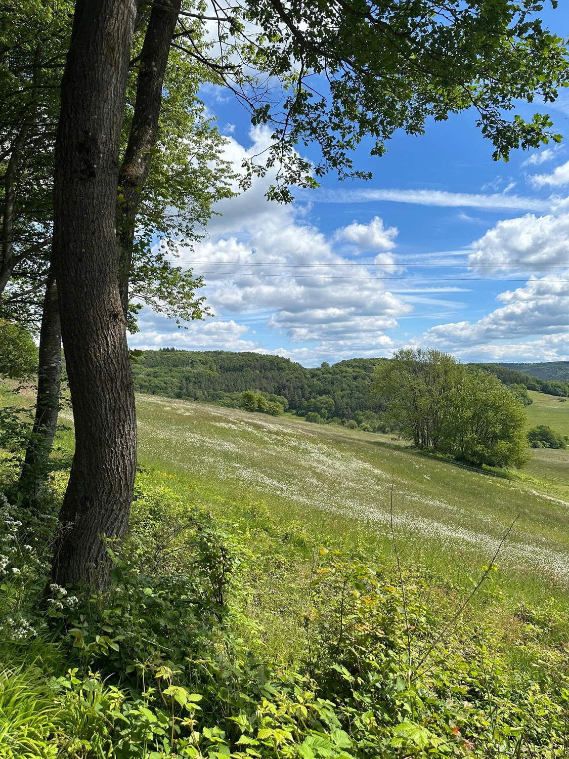 Odenwald von Wanderherz gemeinsam wandern
